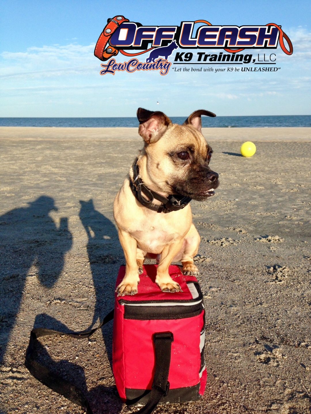 Dog Obedience Training Savannah Dog Training Savannah